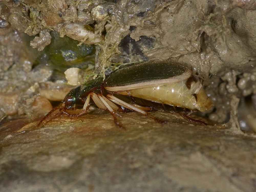 Chlaenius velutinus